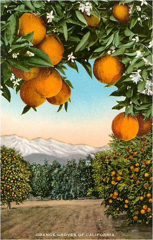 Postcard CA-315 Orange Grove with Mountains in Background