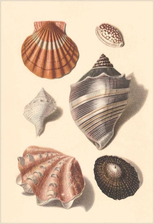 Postcard TS-136 Seashells