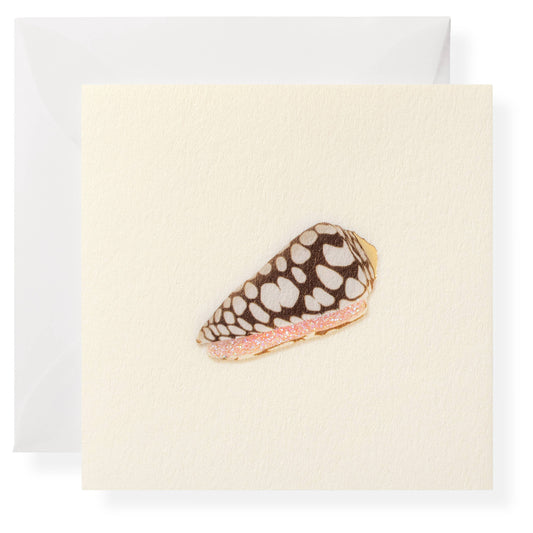 Cone Shell Individual Gift Enclosure
