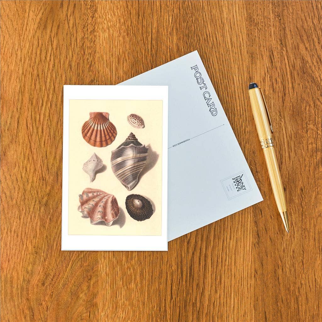 Postcard TS-136 Seashells